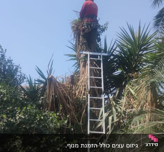 אדם על סולם גוזם עץ עם ציוד בטיחות